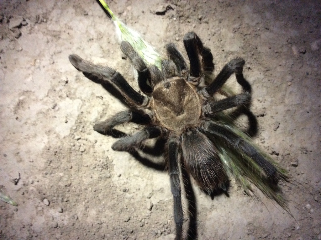 Texas Black Spot Tarantula in June 2020 by organicjuice · iNaturalist