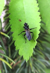 Cordilura