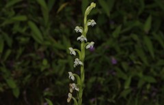 Habenaria brachyphylla