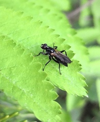 Cordilura