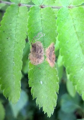 Stigmella sorbi