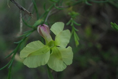 Lechenaultia linarioides