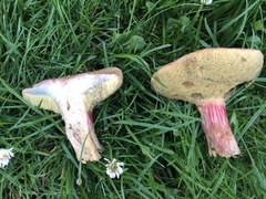 Xerocomellus cisalpinus