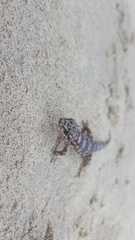 Phyllodactylus unctus