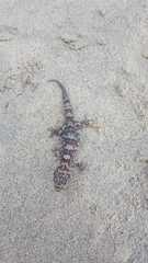 Phyllodactylus unctus