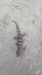 Phyllodactylus unctus