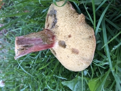 Xerocomellus cisalpinus