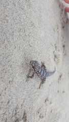 Phyllodactylus unctus