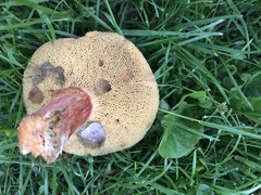 Xerocomellus cisalpinus