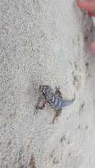 Phyllodactylus unctus