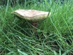 Xerocomellus cisalpinus