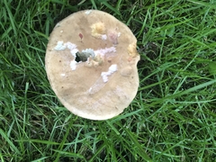 Xerocomellus cisalpinus