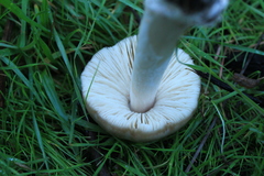 Volvopluteus gloiocephalus