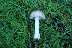 Volvopluteus gloiocephalus