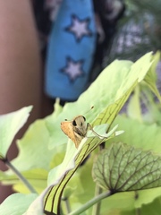 Hylephila phyleus