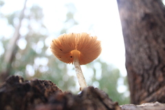 Pluteus