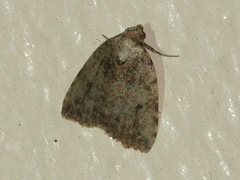 Tolpia conscitulana
