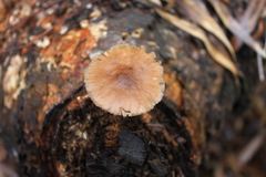 Pluteus