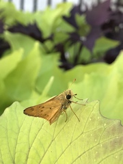 Hylephila phyleus
