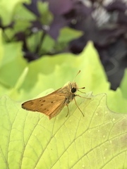 Hylephila phyleus