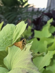 Hylephila phyleus