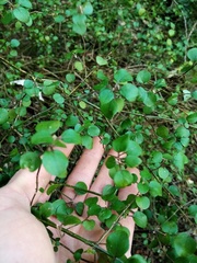 Teucrium parvifolium
