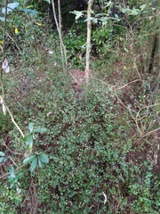 Teucrium parvifolium