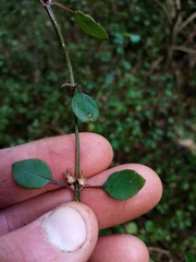 Teucrium parvifolium
