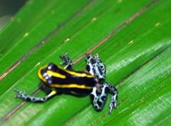 Ranitomeya variabilis