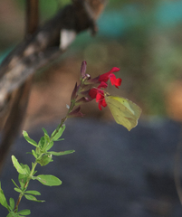 Abaeis mexicana