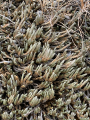 Selaginella wallacei