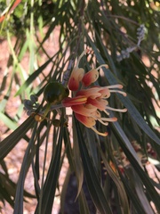 Grevillea refracta