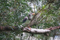 Urocissa erythroryncha