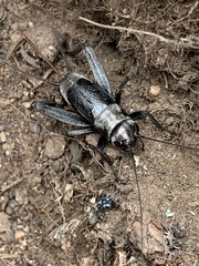 Gryllus saxatilis