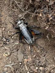 Gryllus saxatilis