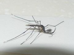 Toxorhynchites theobaldi