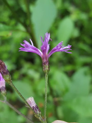 Vernonia gigantea image