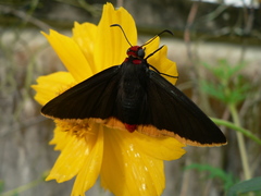 Pyrrhopyge amyclas