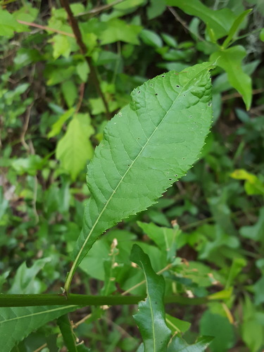 Vernonia gigantea image
