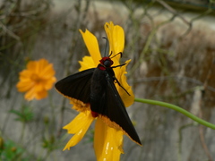 Pyrrhopyge amyclas