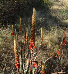 Aloe cryptopoda