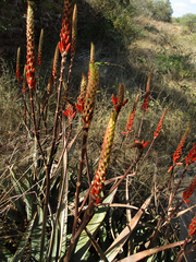 Aloe cryptopoda