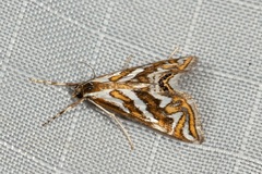 Anydraula glycerialis