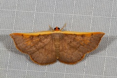 Picromorpha pyrrhopa