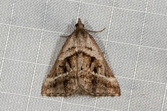 Dichromodes stilbiata