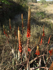 Aloe cryptopoda