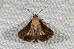 Lophoptera
