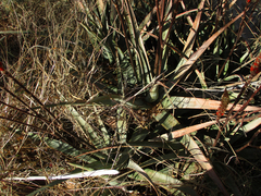 Aloe cryptopoda
