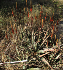 Aloe cryptopoda
