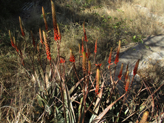 Aloe cryptopoda